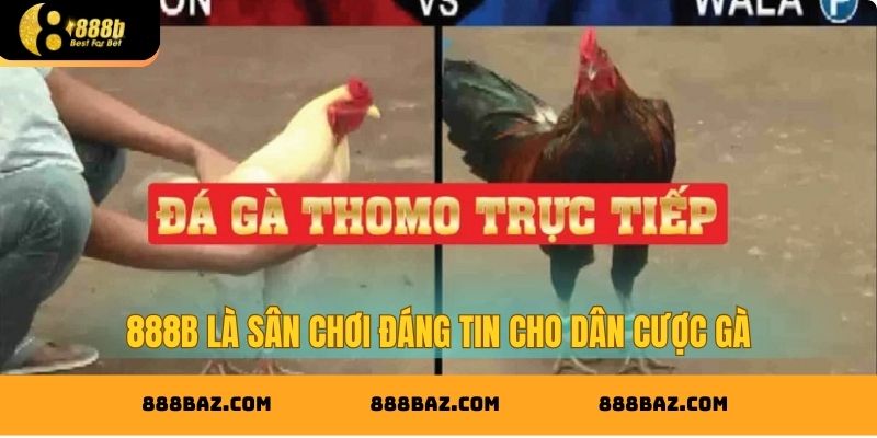 888B là sân chơi đáng tin cho dân cược gà