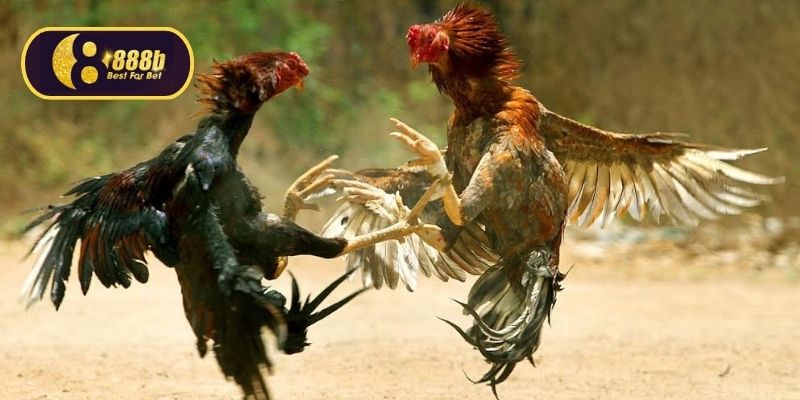 Cược vào trận đấu gà gian dối dễ bị mất trắng