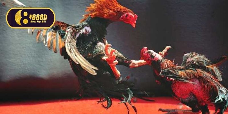 Đá gà bịp